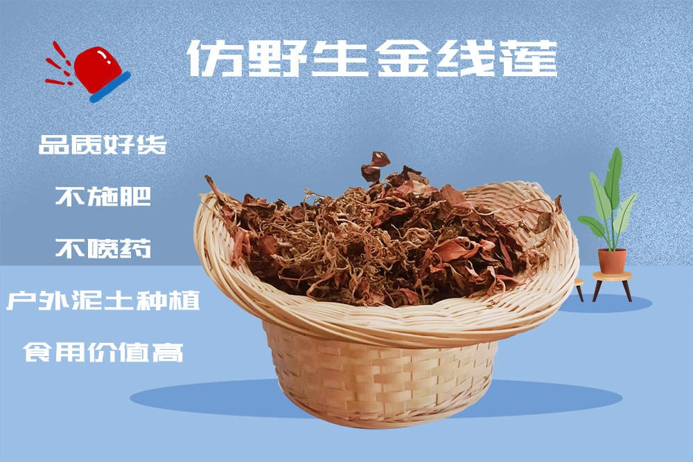 金线莲鸽子汤
