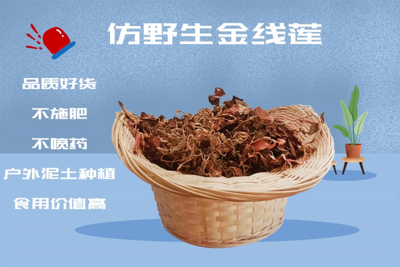 金线莲鸽子汤